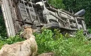 रायगढ़ में मवेशियों से भरी पिकअप पलटी, तस्कर वाहन छोड़कर फरार; FIR दर्ज
