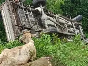 रायगढ़ में मवेशियों से भरी पिकअप पलटी, तस्कर वाहन छोड़कर फरार; FIR दर्ज रायगढ़ में मवेशियों से भरी पिकअप पलटी, तस्कर वाहन छोड़कर फरार; FIR दर्ज