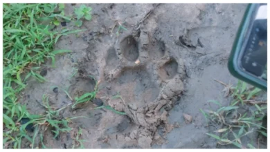 छत्तीसगढ़-महाराष्ट्र सीमा पर आदमखोर बाघ का आतंक, दर्जनों गांवों में दहशत; ग्रामीणों ने लाठी-डंडों से खदेड़ा