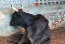 CAG रिपोर्ट में गोशाला योजना की गड़बड़ी उजागर, कहीं घर तो कहीं गोदाम बने