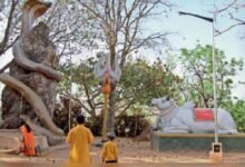 Jashpur News: कैलाश गुफा में हजारों कांवड़ियों के पहुंचने की तैयारी, इलाके में 16 हाथियों की मौजूदगी से चिंता