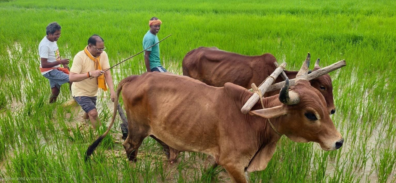 CM साय ने खेत में थामा हल: बगिया में बैलों के साथ की बियासी, बोले—माटी और अन्नदाता किसान हमेशा दिल के करीब