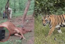 मोहला-मानपुर में बाघ की दहशत: दो महीने में मवेशियों पर तीसरा हमला, वनकर्मियों ने भागकर बचाई जान