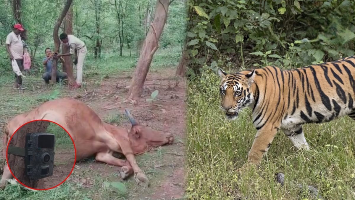 मोहला-मानपुर में बाघ की दहशत: दो महीने में मवेशियों पर तीसरा हमला, वनकर्मियों ने भागकर बचाई जान मोहला-मानपुर में बाघ की दहशत: दो महीने में मवेशियों पर तीसरा हमला, वनकर्मियों ने भागकर बचाई जान