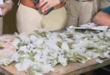 भांग की अवैध फैक्ट्री पर बड़ी कार्रवाई,  लाखों का माल जब्त, इंदौर में घर से चल रहा था अवैध कारोबार