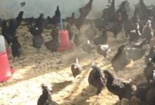 वैज्ञानिक कुक्कुट पालन से किसानों को मिला अतिरिक्त आय का अवसर