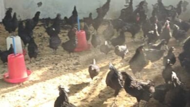 वैज्ञानिक कुक्कुट पालन से किसानों को मिला अतिरिक्त आय का अवसर