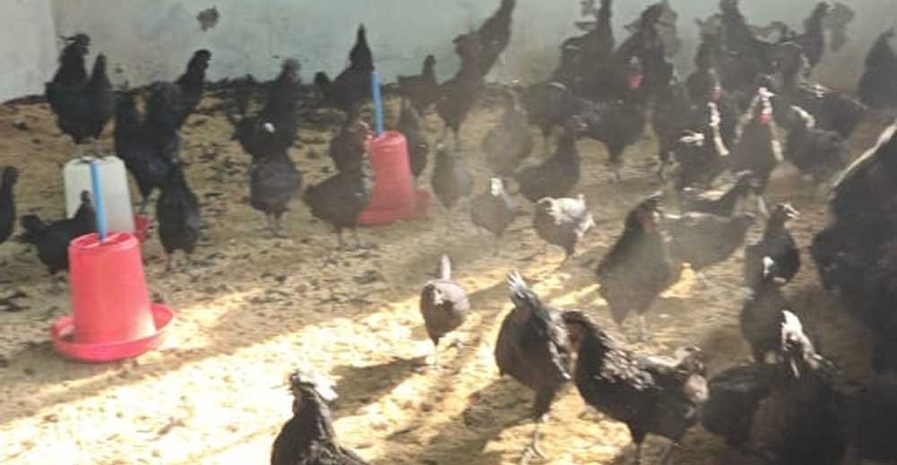 वैज्ञानिक कुक्कुट पालन से किसानों को मिला अतिरिक्त आय का अवसर