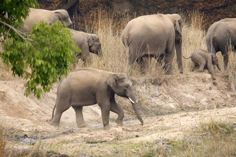 बांधवगढ़ बना गजराजों का पसंदीदा रहवास