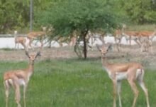 बन्नी के घास के मैदानों में लौटे 20 काले हिरण, वन विभाग-वंतारा का संयुक्त प्रयास सफल