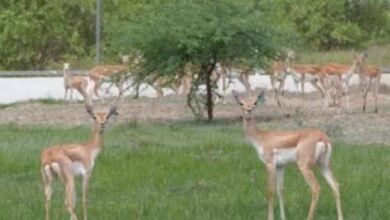 बन्नी के घास के मैदानों में लौटे 20 काले हिरण, वन विभाग-वंतारा का संयुक्त प्रयास सफल
