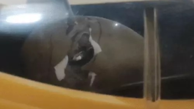 गोडावण के लिए बनाई 9 करोड़ की टनल:चूजों को ट्रेनिंग दे रहे कर्मचारी; CCTV कैमरों से पल-पल की मॉनिटरिंग