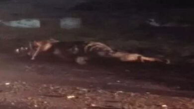 मुंगेली सड़क हादसे में CMO गिरफ्तार, बाइक सवारों को टक्कर मारने के आरोप में भेजा गया जेल