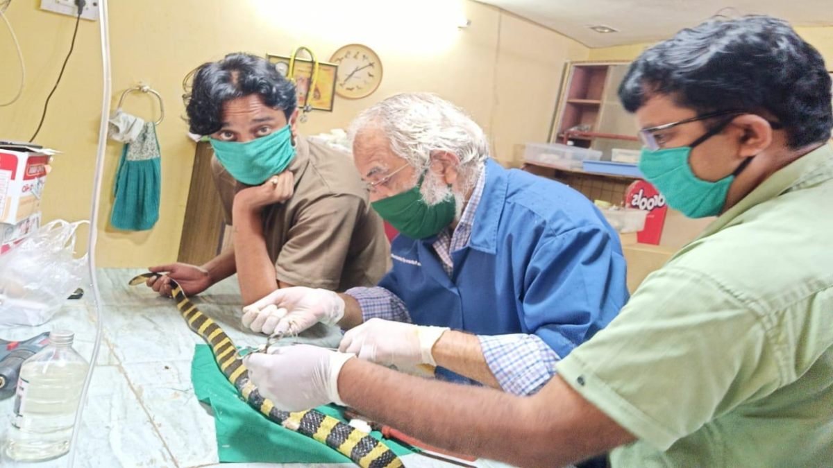 नाग पंचमी पर डॉक्टर की अनोखी इंसानियत: मृतप्राय अहिराज की टूटी रीढ़ जोड़ी, स्टील वायर से किया सफल ऑपरेशन