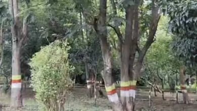 शहीद वाटिका में पत्थरों पर दर्ज है बलिदान की गाथा, 1,429 जवानों की यादों को पेड़-पौधों और डिजिटल डिस्प्ले ने संजोया