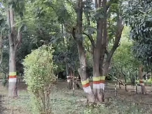 शहीद वाटिका में पत्थरों पर दर्ज है बलिदान की गाथा, 1,429 जवानों की यादों को पेड़-पौधों और डिजिटल डिस्प्ले ने संजोया शहीद वाटिका में पत्थरों पर दर्ज है बलिदान की गाथा, 1,429 जवानों की यादों को पेड़-पौधों और डिजिटल डिस्प्ले ने संजोया