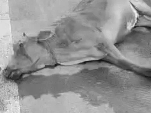 बिलासपुर-कोरबा हाईवे पर ट्रेलर ने 9 मवेशियों को कुचला, सुरक्षा इंतजामों पर फिर उठे सवाल