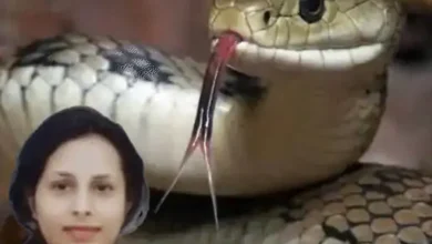 बिलासपुर सर्पदंश मुआवजा घोटाले की EOW जांच की तैयारी, DGP बोले- मामला गंभीर, विशेषज्ञ एजेंसी को सौंपने का प्रस्ताव