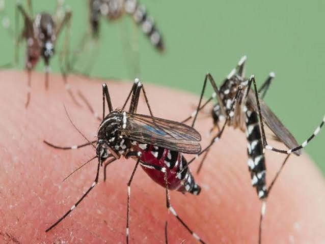 बारिश में बढ़ गए हैं मच्छर? घर पर बनाएं आसान मलहम, जानें किन गंधों से भागते हैं बारिश में बढ़ गए हैं मच्छर? घर पर बनाएं आसान मलहम, जानें किन गंधों से भागते हैं
