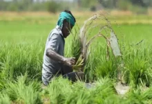 फसल बीमा पर सवाल: किसान मना न करें तो खाते से कट जाता है प्रीमियम, 6 साल में क्लेम से 5,500 करोड़ ज्यादा जमा