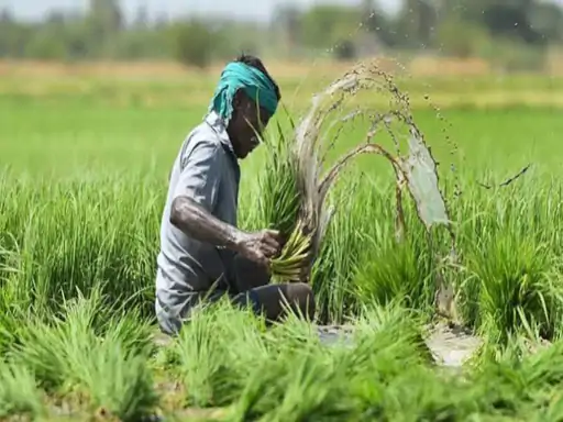 फसल बीमा पर सवाल: किसान मना न करें तो खाते से कट जाता है प्रीमियम, 6 साल में क्लेम से 5,500 करोड़ ज्यादा जमा फसल बीमा पर सवाल: किसान मना न करें तो खाते से कट जाता है प्रीमियम, 6 साल में क्लेम से 5,500 करोड़ ज्यादा जमा