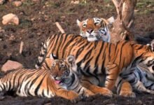 अचानकमार टाइगर रिजर्व में बढ़ी बाघों की आबादी, मध्य प्रदेश से पहुंचे बाघों ने निभाई अहम भूमिका
