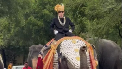 62 लाख की ज्वेलरी पहनकर हाथी ने रैंप-वॉक किया:जयपुर में 21 हाथियों का फैशन शो, सूंड से काटा केक, फलों की दावत की