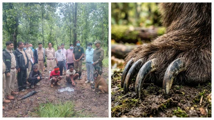 भालू के नाखून उखाड़कर ताबीज बनाने का अंधविश्वास : दो चरवाहे गिरफ्तार, ATR की स्निफर डॉग नीतू ने ऐसे खोला पूरा राज भालू के नाखून उखाड़कर ताबीज बनाने का अंधविश्वास : दो चरवाहे गिरफ्तार, ATR की स्निफर डॉग नीतू ने ऐसे खोला पूरा राज