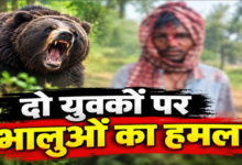 जंगल में 4 भालुओं ने दो युवकों को घेरा, हमले में एक गंभीर रूप से घायल