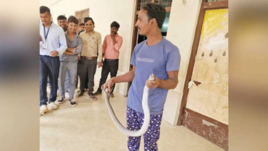 सांप के रेस्क्यू के दौरान स्नेक कैचर को डसा, इलाज के दौरान मौत