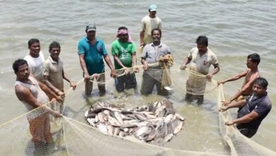 PM मत्स्य संपदा योजना बनी वरदान : महासमुंद के किसानों को मछली पालन से मिल रहा रोजगार और अतिरिक्त आमदनी