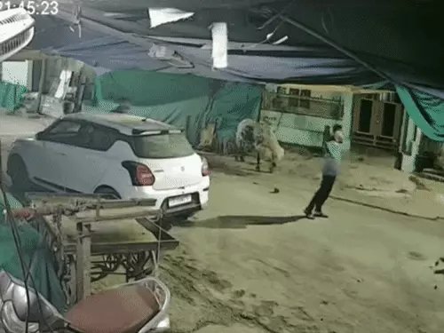 बिलासपुर हिंसा में 20 आरोपी गिरफ्तार, मास्टरमाइंड सोहेल का कट्टा लहराते वीडियो सामने आया; पुलिस ने हथियार किए बरामद बिलासपुर हिंसा में 20 आरोपी गिरफ्तार, मास्टरमाइंड सोहेल का कट्टा लहराते वीडियो सामने आया; पुलिस ने हथियार किए बरामद