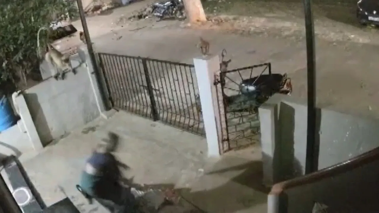 आंगन में टहल रही थी बुजुर्ग महिला, बंदर ने एक झटके में ले ली जान… Video