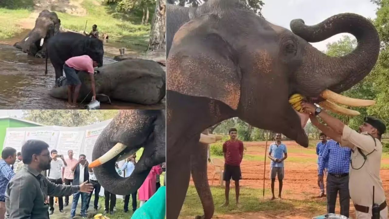 अरंडी के तेल से मालिश, चंदन का टीका और गन्ने का स्वाद, बांधवगढ़ में गजराजों का शाही सत्कार