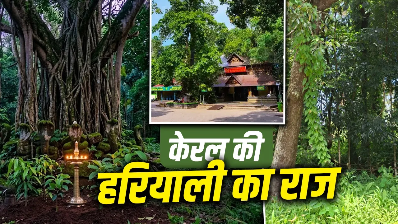 नागमंदिर में मुख्य पुजारी महिला, एक के बदले 5 पेड़… हरा-भरा केरल यूं ही नहीं है खास नागमंदिर में मुख्य पुजारी महिला, एक के बदले 5 पेड़… हरा-भरा केरल यूं ही नहीं है खास