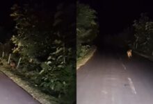 अचानक यात्री बस के सामने आया बाघ, टहलते हुए झाड़ियों में हुआ गायब, दहशत में ग्रामीण