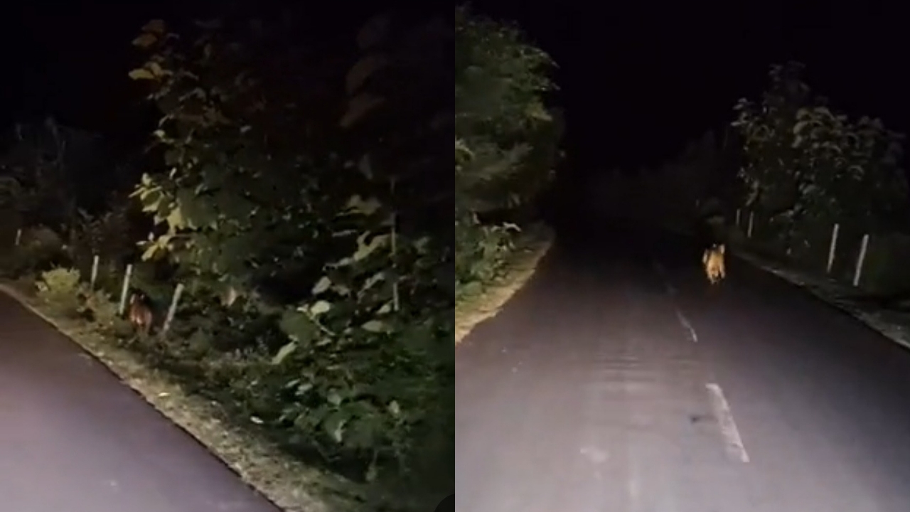 अचानक यात्री बस के सामने आया बाघ, टहलते हुए झाड़ियों में हुआ गायब, दहशत में ग्रामीण