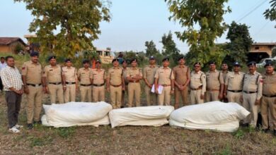 धार में कपास-गराडू की फसल के बीच छिपाकर उगा रहे थे गांजा, पुलिस ने दबिश देकर 229 पौधे किए जब्त, आरोपी फरार