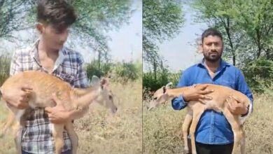 देवास में नीलगाय के बच्चों पर टूटा कुत्तों का झुंड, दो को ले गए, तीसरा घायल मिला