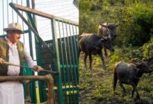 100 साल बाद कान्हा में जंगली भैंसों की वापसी, CM मोहन यादव ने सूपखार में काजीरंगा से लाए गए 8 जंगली भैंसों को बाड़े में छोड़ा