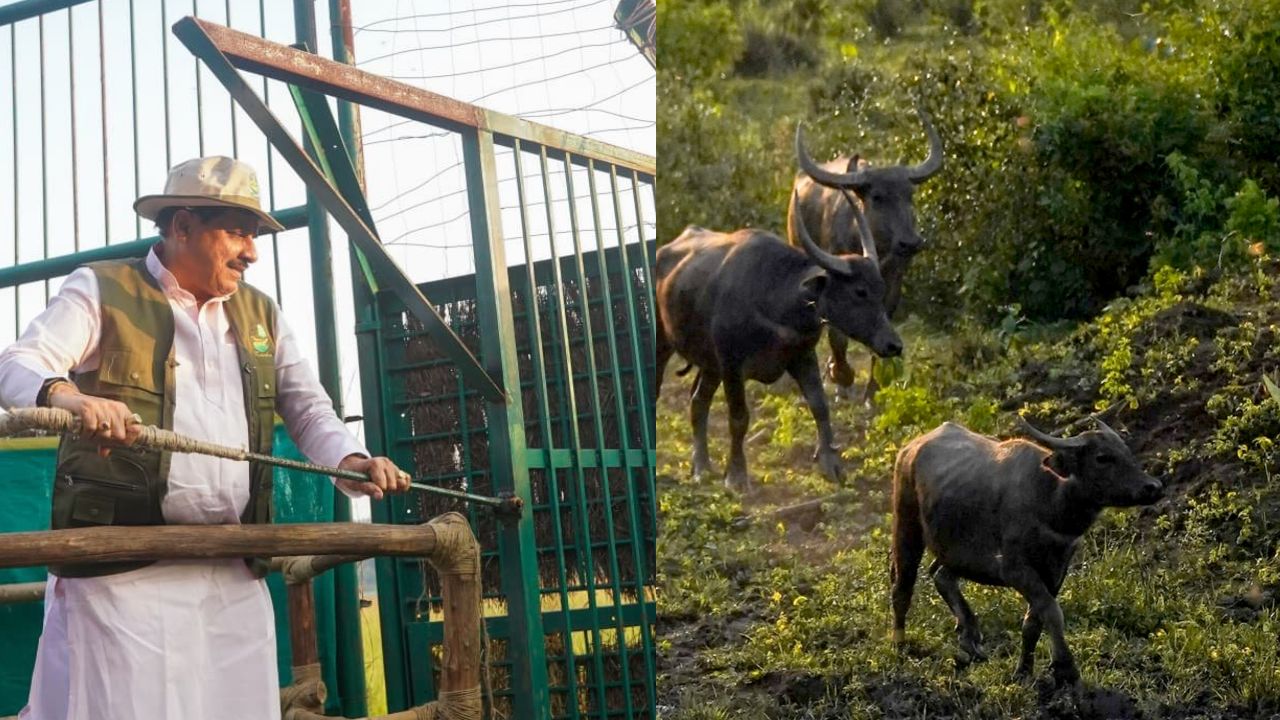 100 साल बाद कान्हा में जंगली भैंसों की वापसी, CM मोहन यादव ने सूपखार में काजीरंगा से लाए गए 8 जंगली भैंसों को बाड़े में छोड़ा 100 साल बाद कान्हा में जंगली भैंसों की वापसी, CM मोहन यादव ने सूपखार में काजीरंगा से लाए गए 8 जंगली भैंसों को बाड़े में छोड़ा