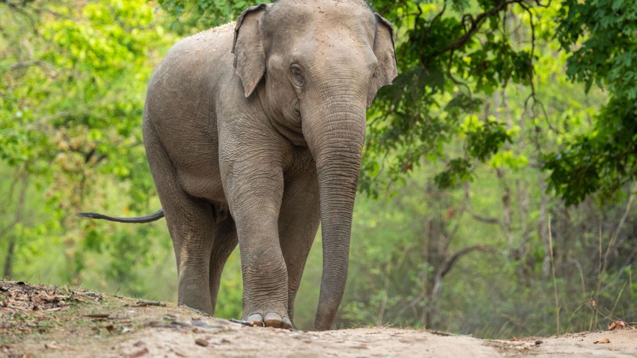 शहडोल में हाथी की मौत, ब्यौहारी के चंदौली गांव में मिला शव, करंट लगने की आशंका शहडोल में हाथी की मौत, ब्यौहारी के चंदौली गांव में मिला शव, करंट लगने की आशंका