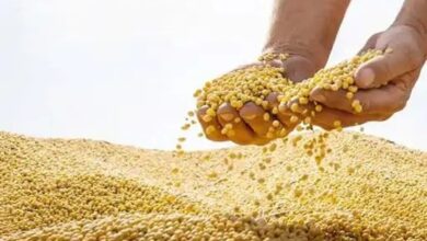 भावांतर योजना: MP के किसानों के लिए राहत भरी खबर, सोयाबीन उपार्जन के लिए पंजीयन की अवधि 24 अक्टूबर तक बढ़ी