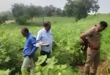 धार पुलिस की बड़ी कार्रवाई, 3 स्थानों पर अवैध गांजे की खेती का खुलासा, 1501 पौधे बरामद, एक आरोपी गिरफ्तार