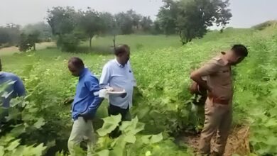 धार पुलिस की बड़ी कार्रवाई, 3 स्थानों पर अवैध गांजे की खेती का खुलासा, 1501 पौधे बरामद, एक आरोपी गिरफ्तार
