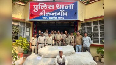 खरगोन में कपास-मिर्ची की फसल की आड़ में अवैध गांजे की खेती, पुलिस ने करीब 20 लाख रुपये के 82 पौधे किए जब्त, आरोपी गिरफ्तार