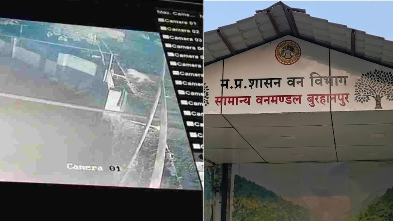 बुरहानपुर के मैरिज हॉल में घुसा तेंदुआ, रात का सीसीटीवी फुटेज सामने आते ही मचा हड़कंप बुरहानपुर के मैरिज हॉल में घुसा तेंदुआ, रात का सीसीटीवी फुटेज सामने आते ही मचा हड़कंप