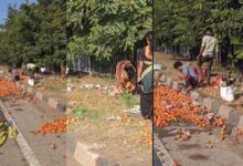 ट्रक की टक्कर से हाईवे पर पलटा टमाटर से भरा पिकअप, सड़क पर बिखरे कई क्विंटल टमाटर, उठाकर ले जाने लगे लोग