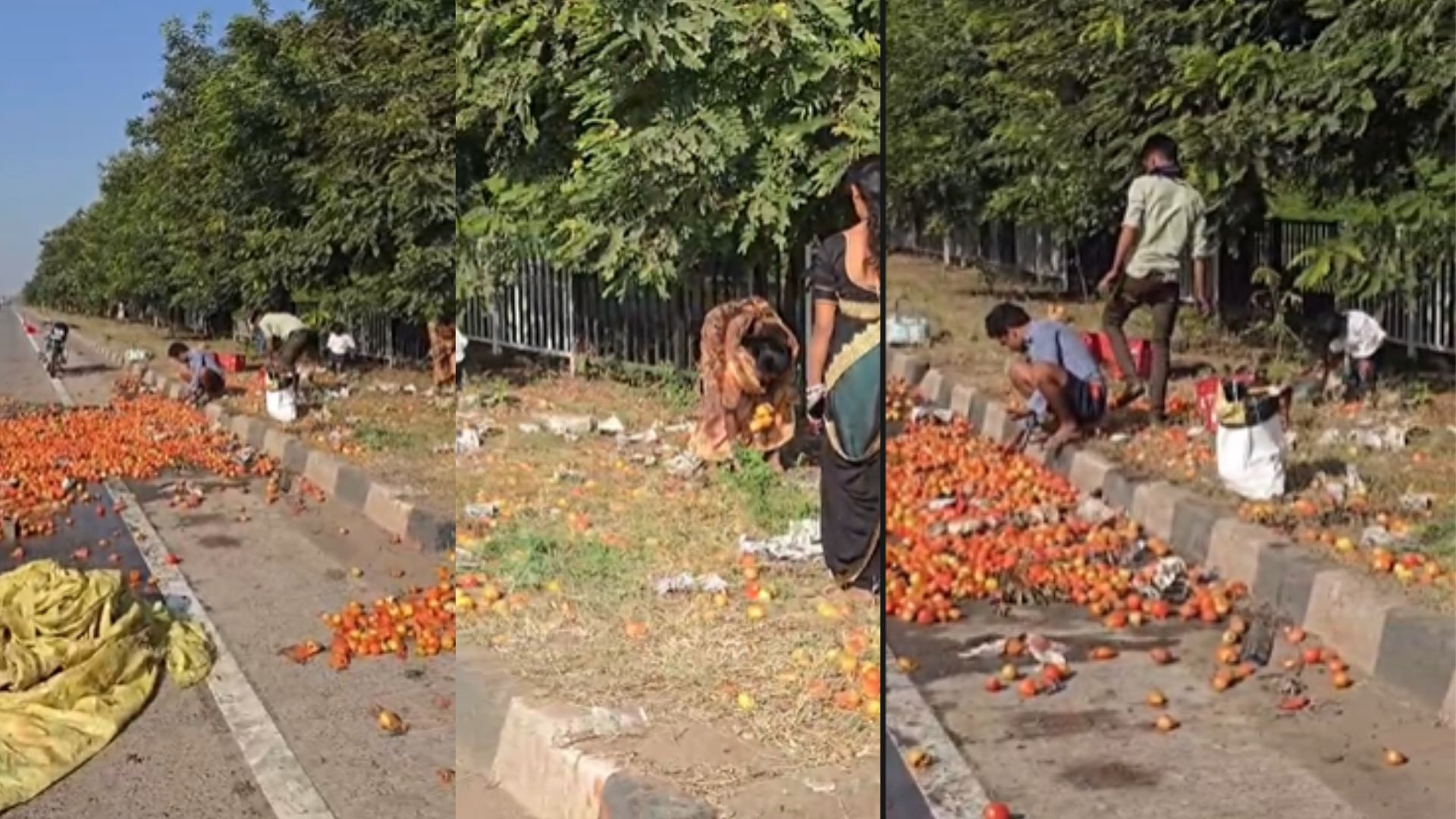 ट्रक की टक्कर से हाईवे पर पलटा टमाटर से भरा पिकअप, सड़क पर बिखरे कई क्विंटल टमाटर, उठाकर ले जाने लगे लोग