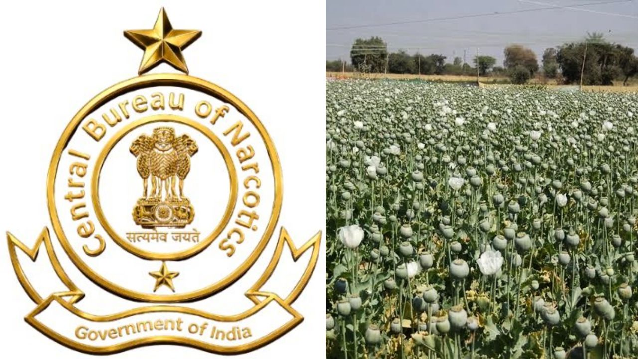 जल्दी जारी होगी अफीम नीति 2026-27, मिल सकती है 10 हजार नए पट्टों की सौगात, संभावित प्रावधानों से किसानों में जगी उम्मीद